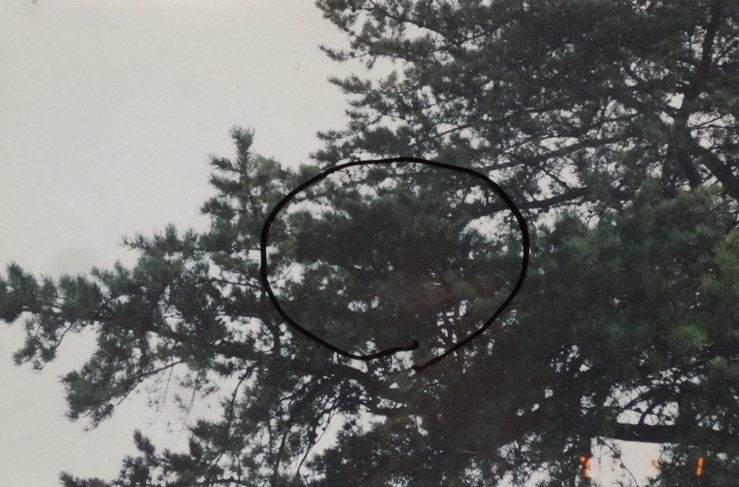 Pinus banksiana 