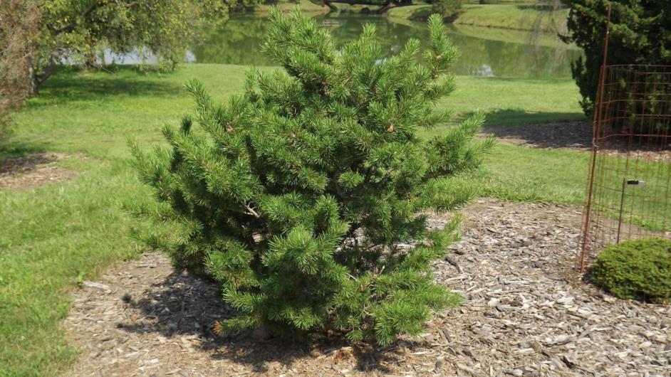 Pinus banksiana 