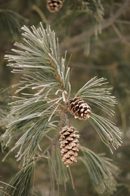 Pinus × schwerinii 