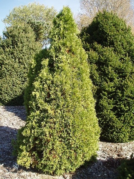 Thuja occidentalis 