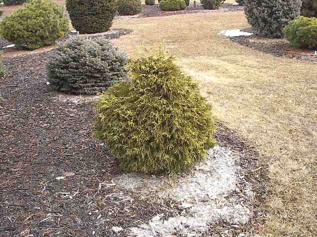 Thuja occidentalis 