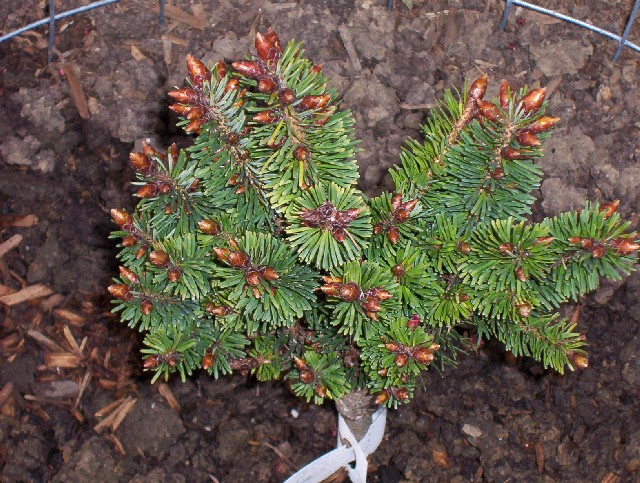 Pseudotsuga menziesii 