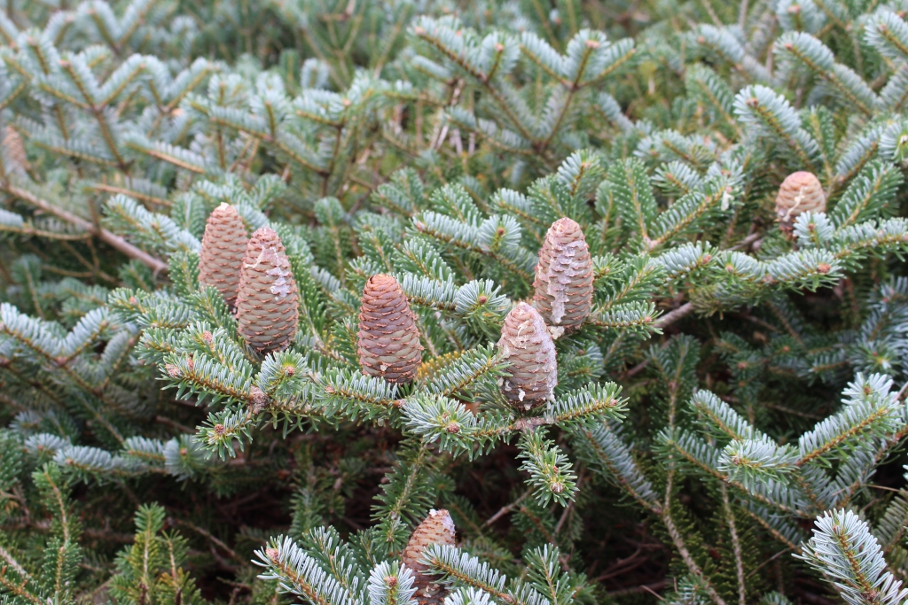 Abies x arnoldiana 