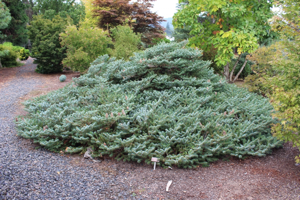 Abies x arnoldiana 