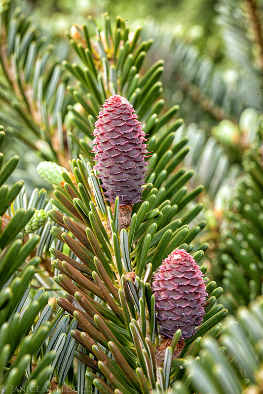 Abies x arnoldiana 