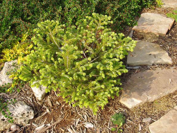 Abies x arnoldiana 