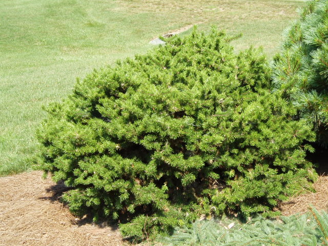 Pinus banksiana 