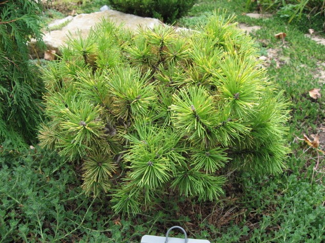 Pinus mugo 