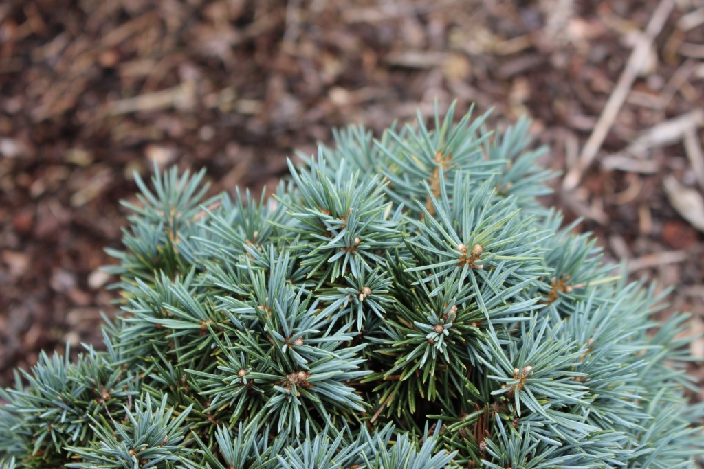 Picea pungens 