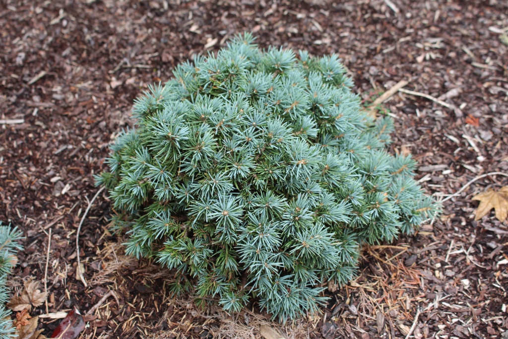 Picea pungens 
