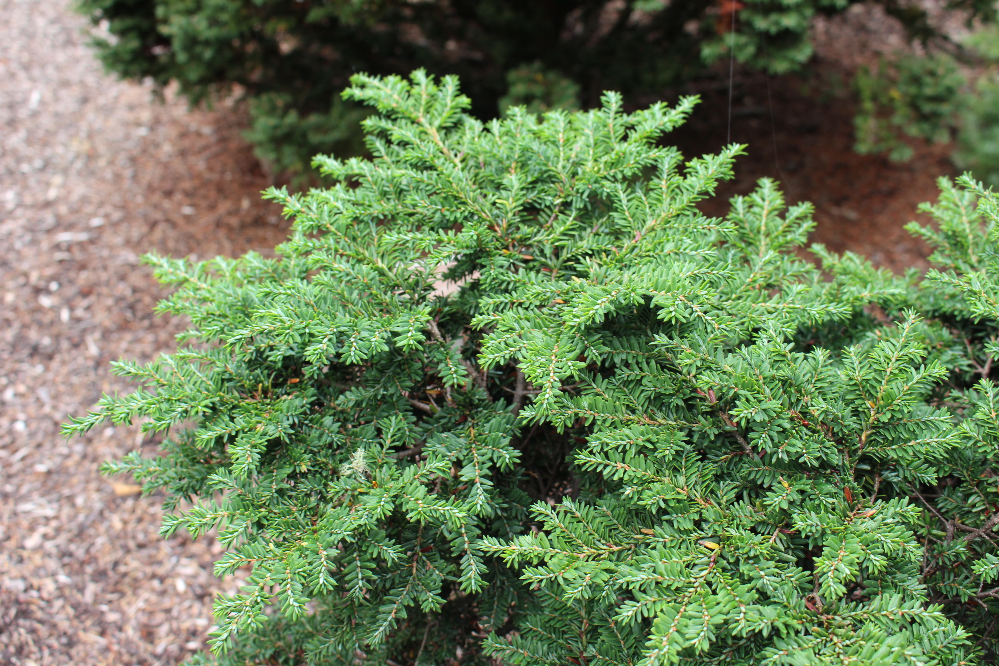 Tsuga canadensis 