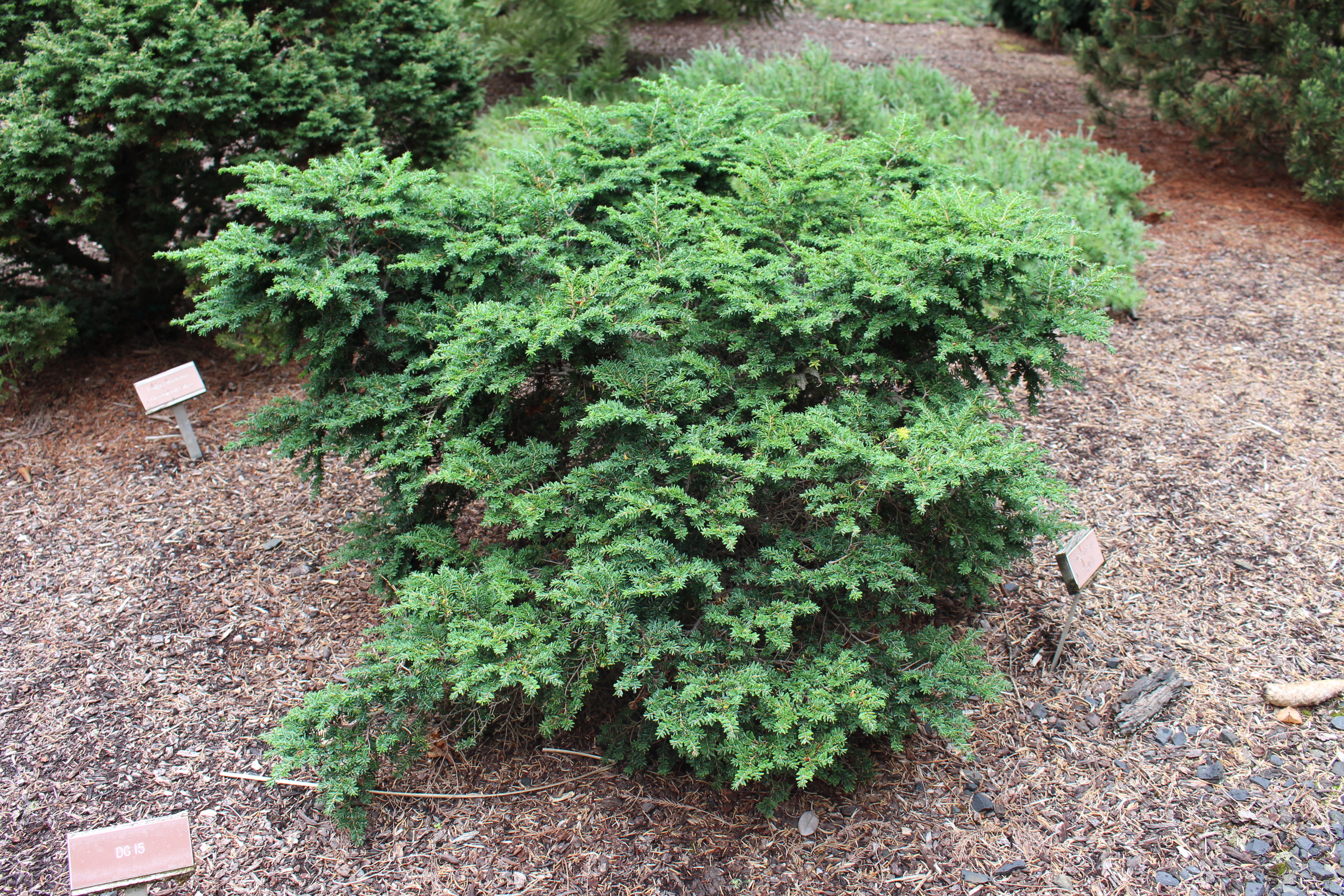 Tsuga canadensis 