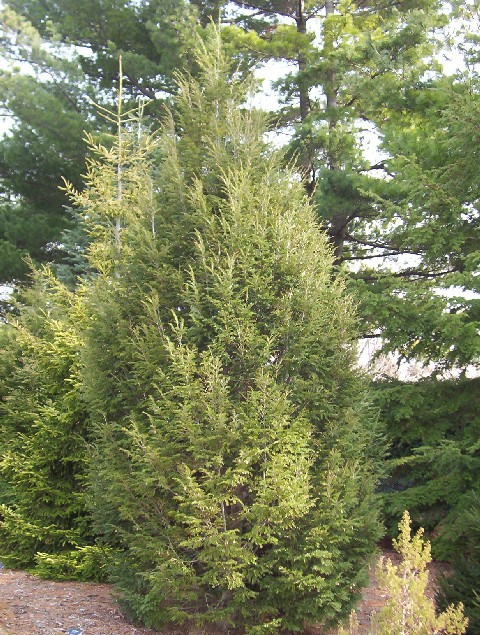 Tsuga canadensis 