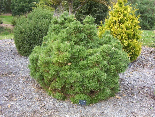 Pinus sylvestris 