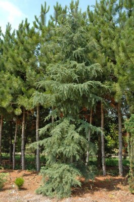 Cedrus deodara 