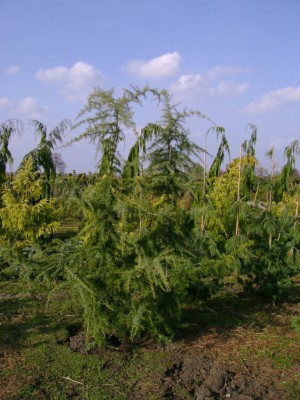 Cedrus deodara 