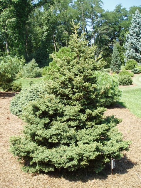 Picea rubens 
