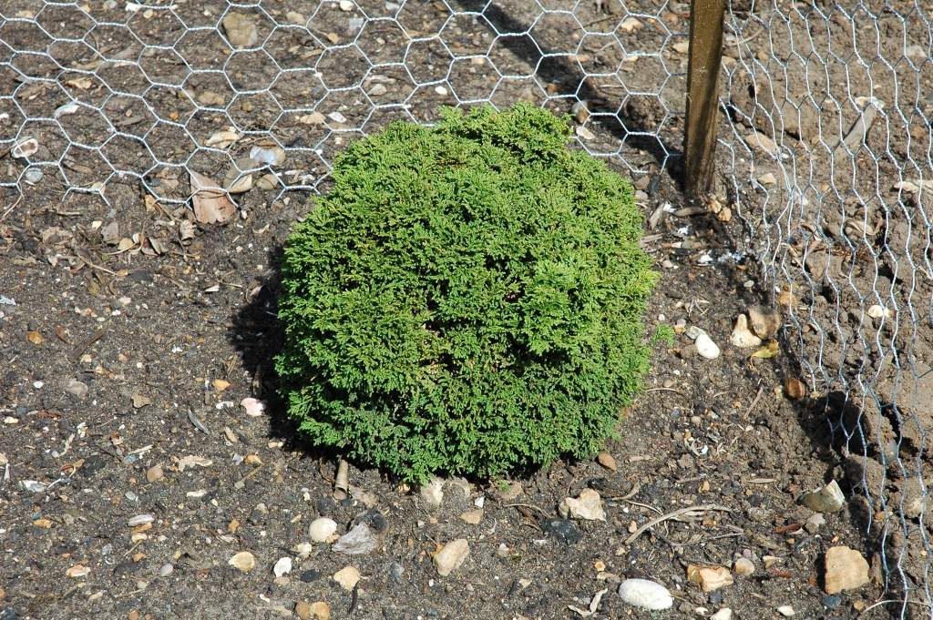 Chamaecyparis pisifera 