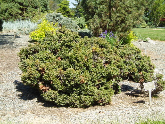 Chamaecyparis pisifera 