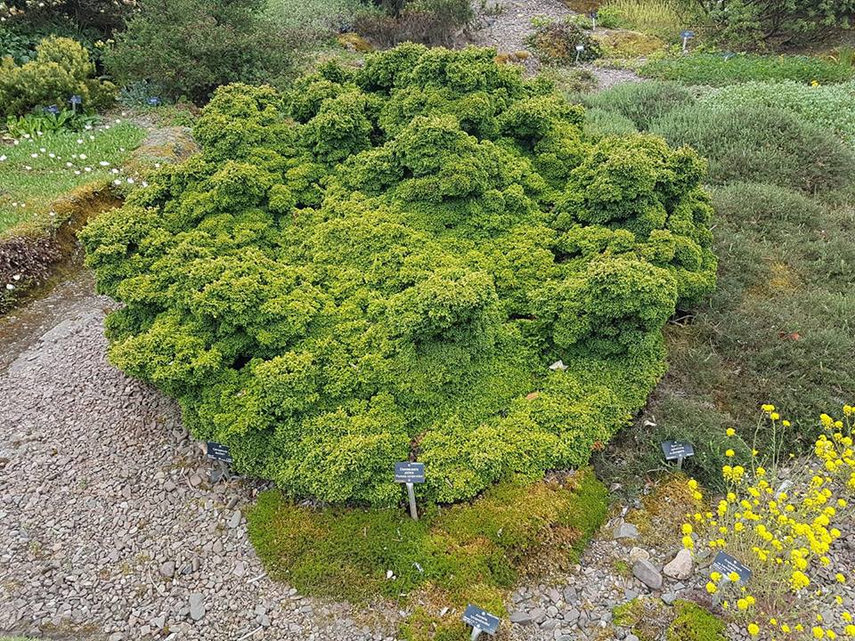 Chamaecyparis pisifera 