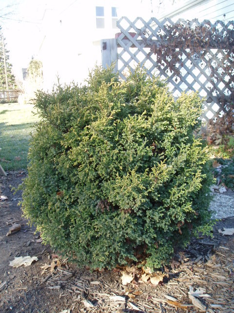 Chamaecyparis pisifera 