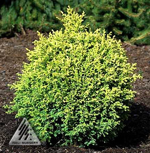 Chamaecyparis pisifera 