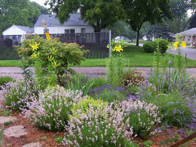 Chamaecyparis pisifera 