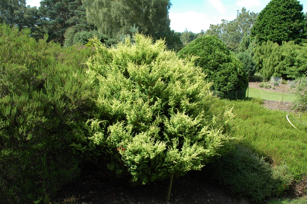 Chamaecyparis pisifera 