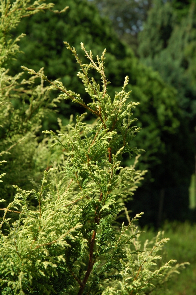 Chamaecyparis pisifera 