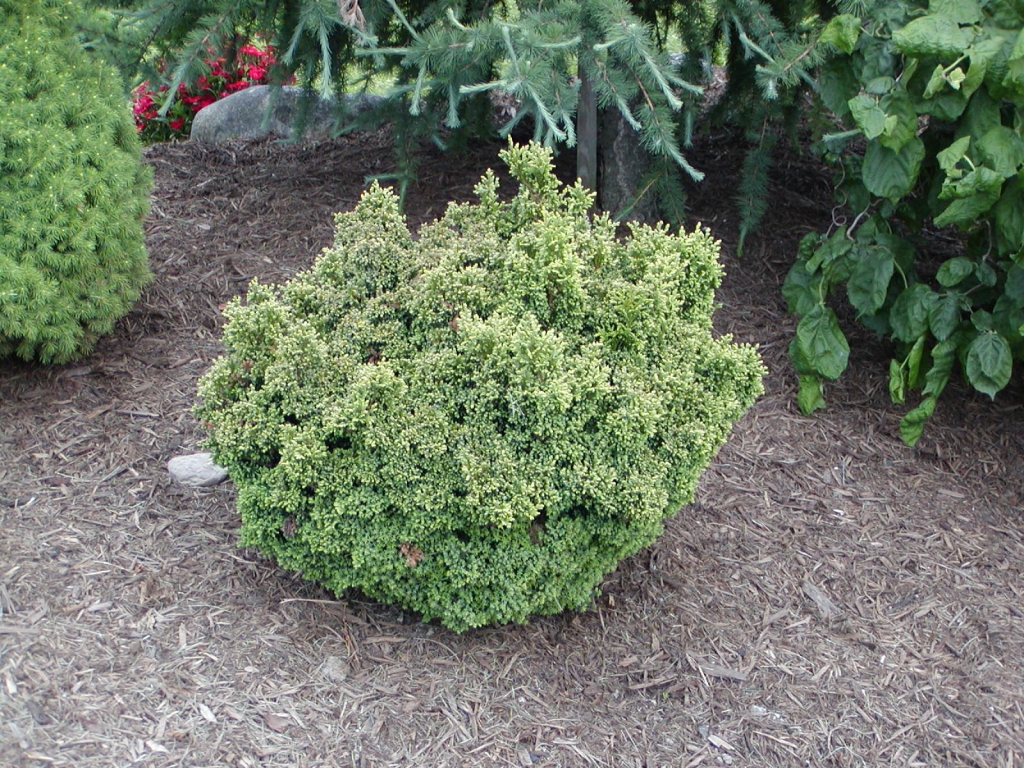 Chamaecyparis pisifera 