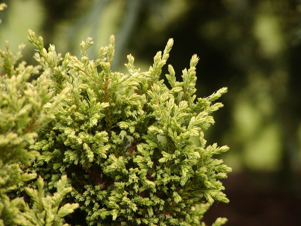 Chamaecyparis pisifera 