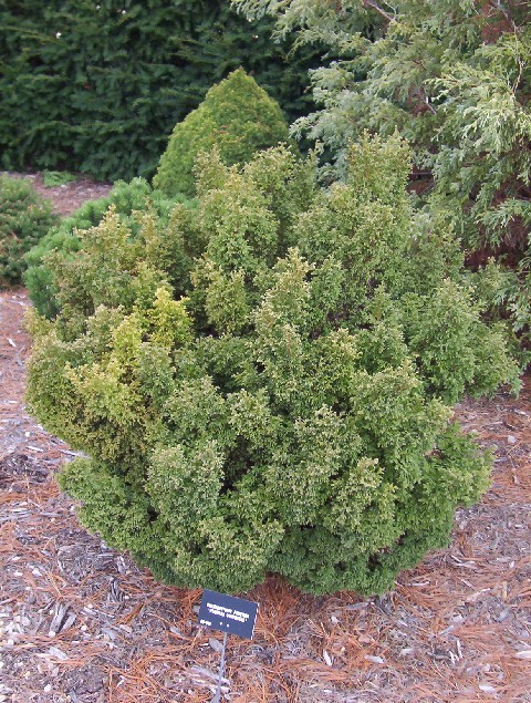 Chamaecyparis pisifera 