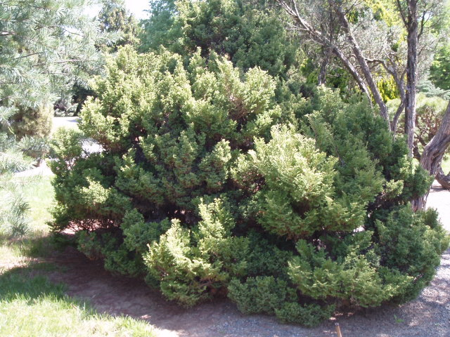Chamaecyparis pisifera 