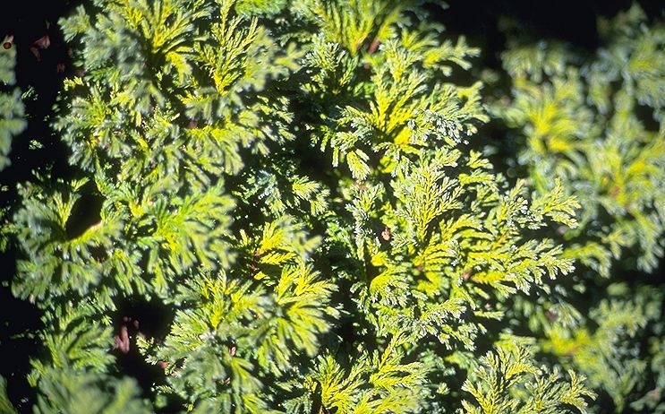 Chamaecyparis pisifera 