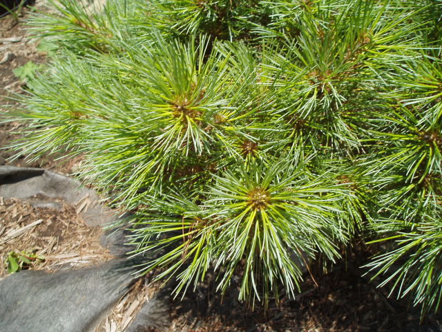 Pinus strobus 