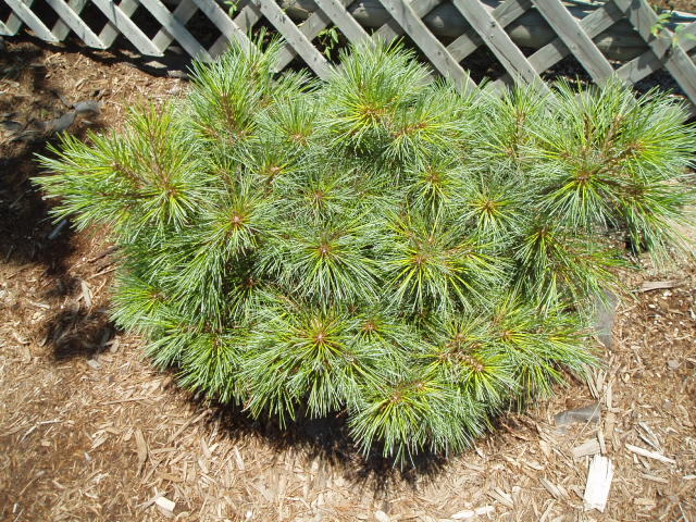 Pinus strobus 