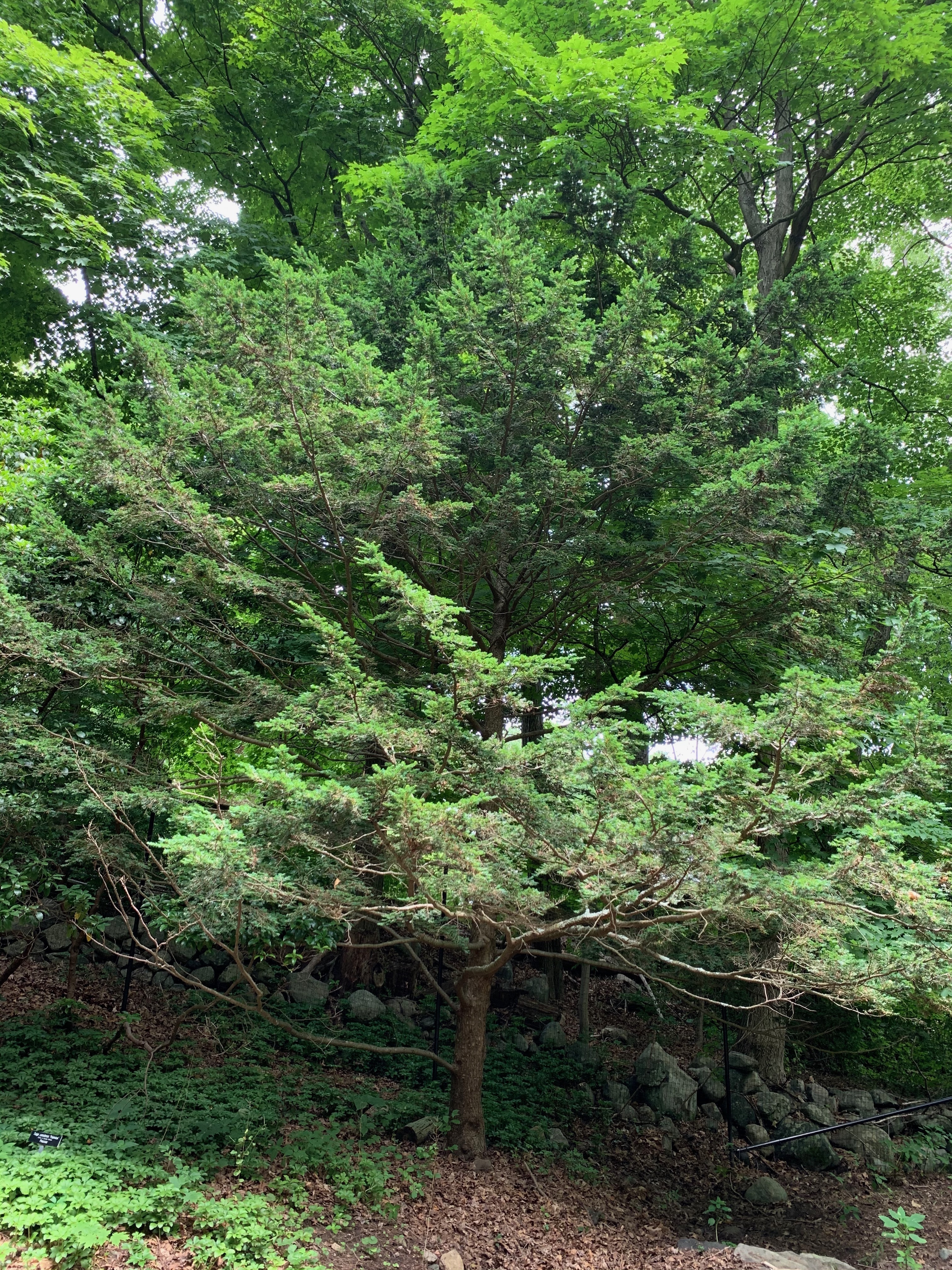 Tsuga canadensis 