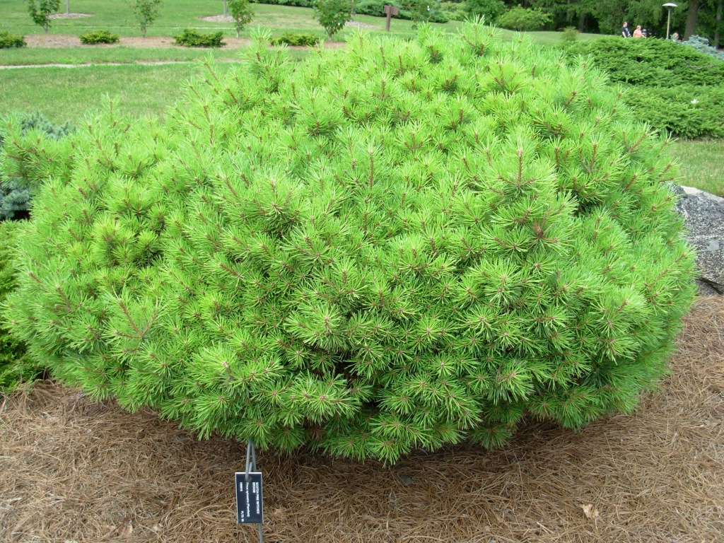 Pinus sylvestris 