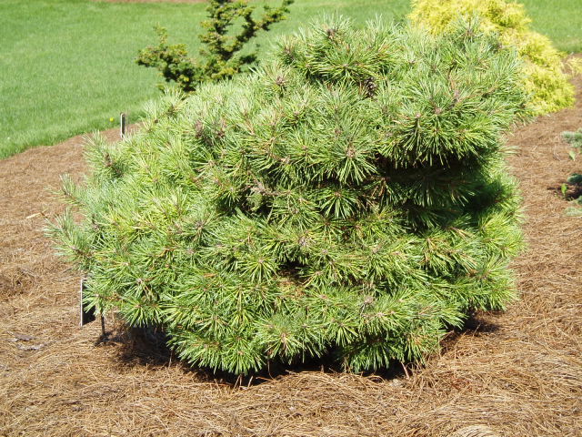 Pinus sylvestris 