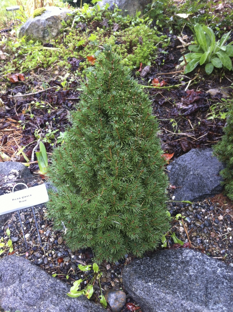Picea glauca 