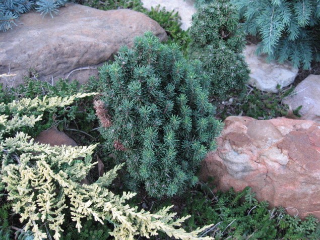 Picea glauca 