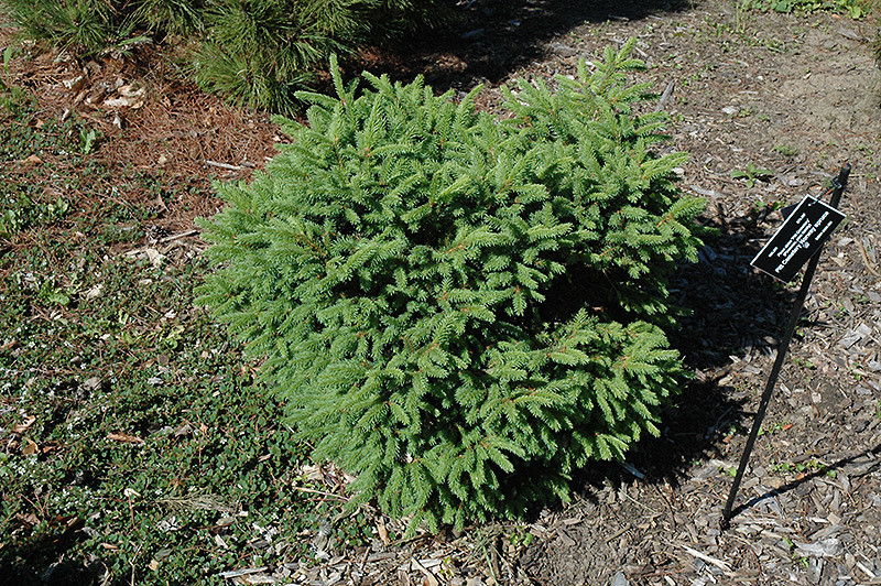 Picea abies 