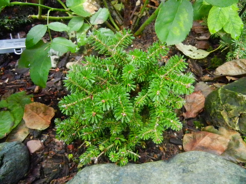 Abies koreana 