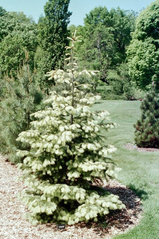 Pseudotsuga menziesii 