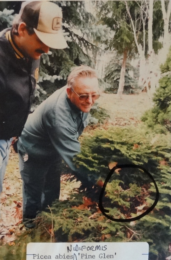 Picea abies 
