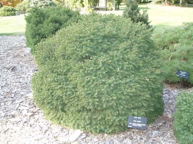 Picea abies 