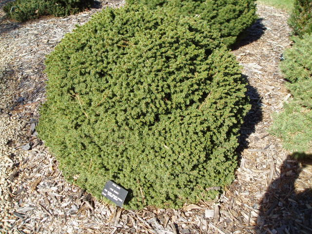 Picea abies 