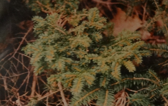 Picea abies 