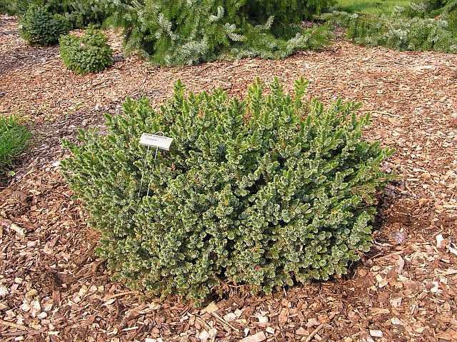 Picea omorika 