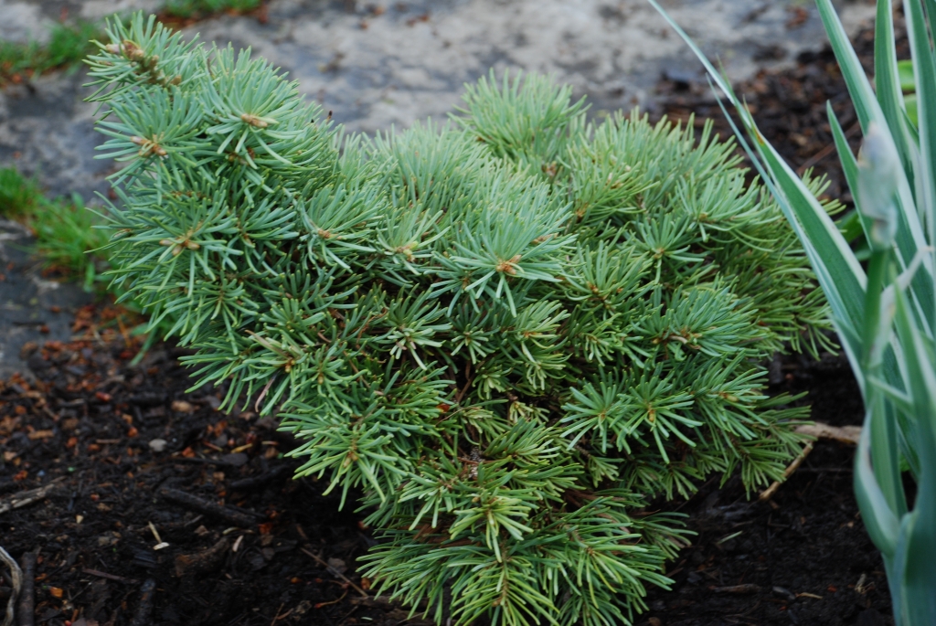 Abies concolor 